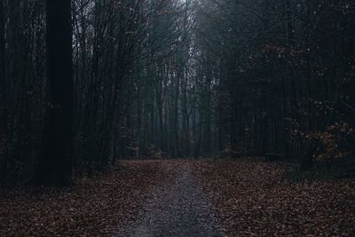 View of trees in forest during autumn