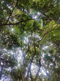 Low angle view of trees against sky