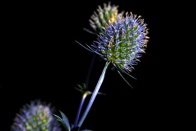 Close-up of purple flower against black background