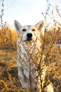 Portrait of a dog