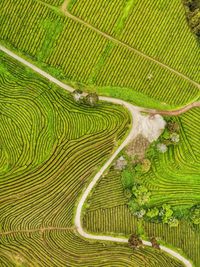 Aerial view of green landscape