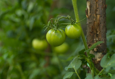 Close-up of fruits growing on tree