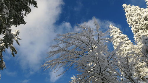 Low angle view of trees against sky during winter