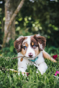 Portrait of dog on field