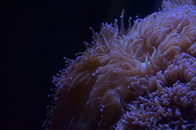 Close-up of jellyfish swimming in sea