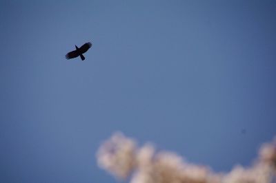 Low angle view of airplane flying in sky