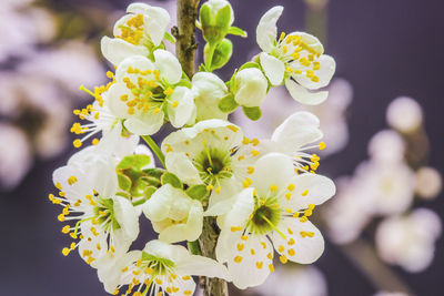 Close-up of yellow flowers