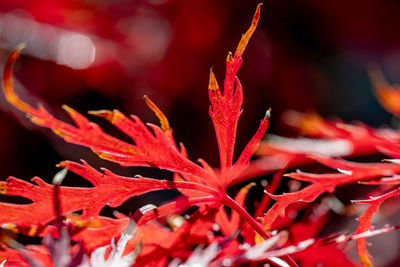 Close-up of red maple leaves