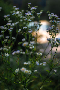 Close-up of flowering plants on field