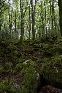 Scenic view of forest