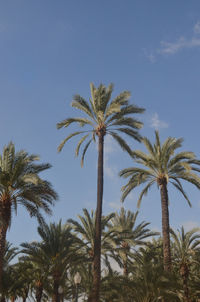 Low angle view of palm trees against sky