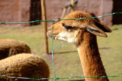 Vicuña, the rarest among the llama family