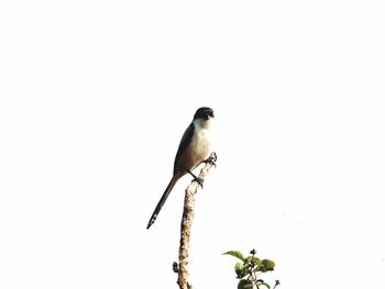 Bird perching on a tree