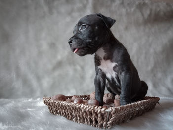 Black dog looking away while sitting outdoors