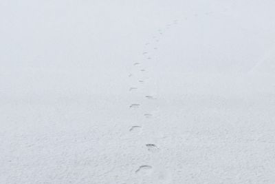 Close-up of footprints in snow
