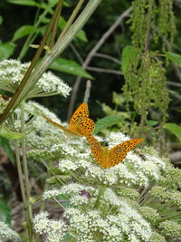 Close-up of butterfly pollinating on flower