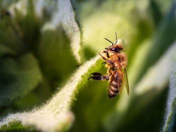 Close-up of insect on plant