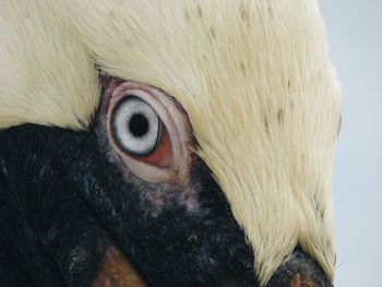 Close-up portrait of owl