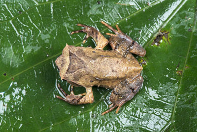 High angle view of frog on leaf