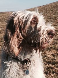 Close-up of italian spinone on field