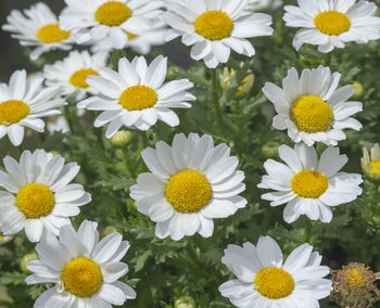 Close-up of white daisy flowers