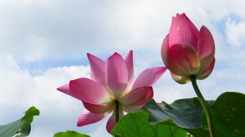 Close-up of pink water lily against sky