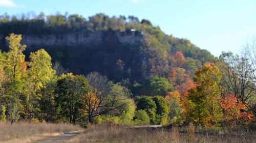 Scenic view of forest against sky during autumn