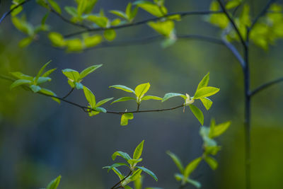 Fresh, green leaves of a bird cherry tree during spring.