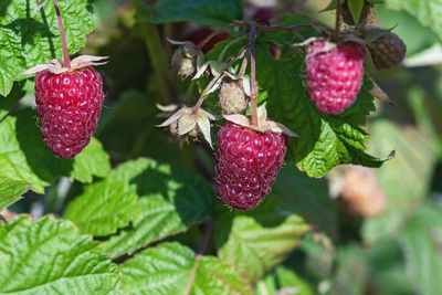 Close-up of strawberries growing on plant