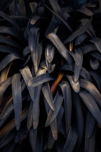 Full frame shot of plant