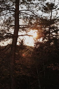 Sunlight streaming through trees in forest
