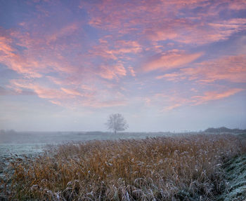 Scenic view of field against sky during sunset