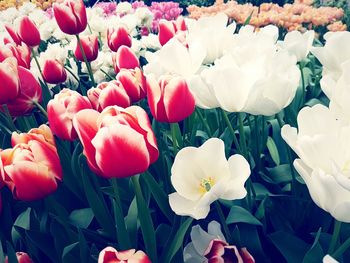 Close-up of flowers blooming outdoors