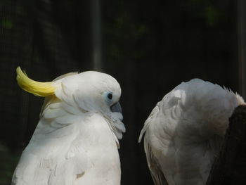 Close-up of parrot