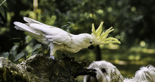 Close-up of cockatoo and dog