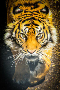 Close-up portrait of tiger