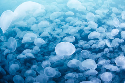 A group of jellyfish in notojima, ishikawa ,japan