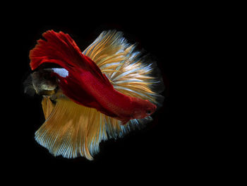 Close-up portrait of rooster over black background