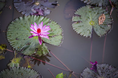 Close-up of pink lotus water lily in pond