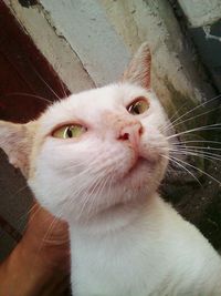 Close-up portrait of cat