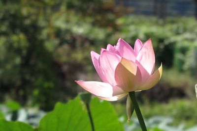 Close-up of pink lotus water lily