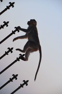 Low angle view of monkey on tree against clear sky