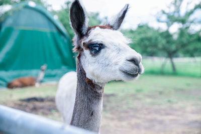 Portrait of an animal on land