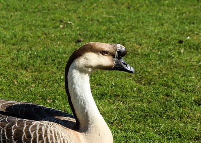 Side view of chinese goose on grassy field