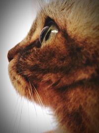 Close-up of cat looking away