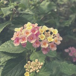 Close-up of flowers