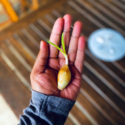 High angle view of person holding fruit