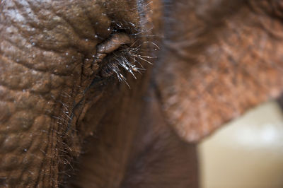 Close-up of elephant