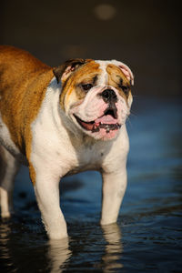 English bulldog standing on lake