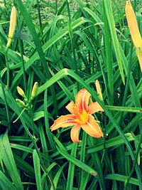 Close-up of flower blooming in field